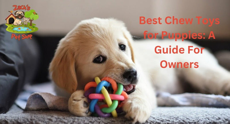 The Ultimate Guide to Dog Chew Toys